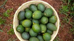 Gesundheitsvorteile des täglichen Avocado-Konsums