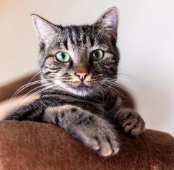 Studie belegt: 99% der Katzen glauben, ihre Besitzer seien Haustiere